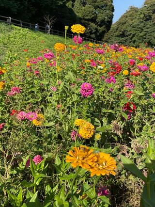 横須賀市 くりはま花の国のクチコミ写真1