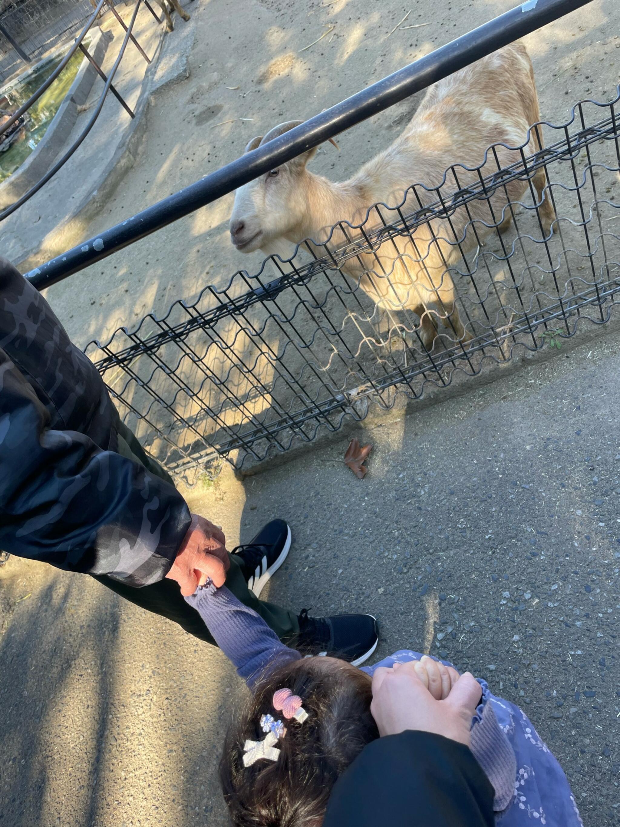 宮崎市フェニックス 自然動物園の代表写真5