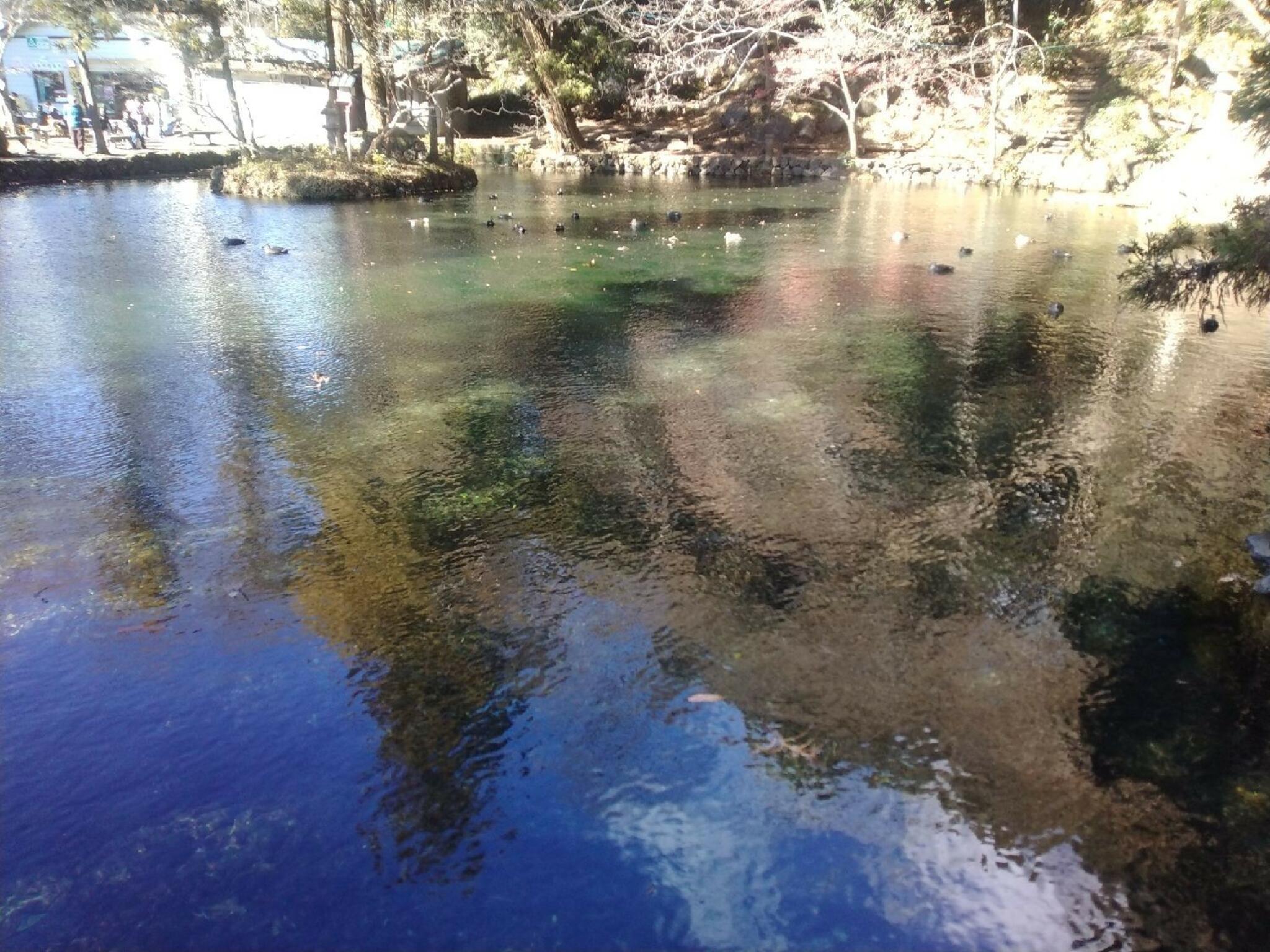 出流原弁天池の代表写真9