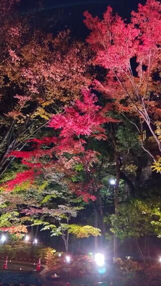 池田山公園のクチコミ写真4