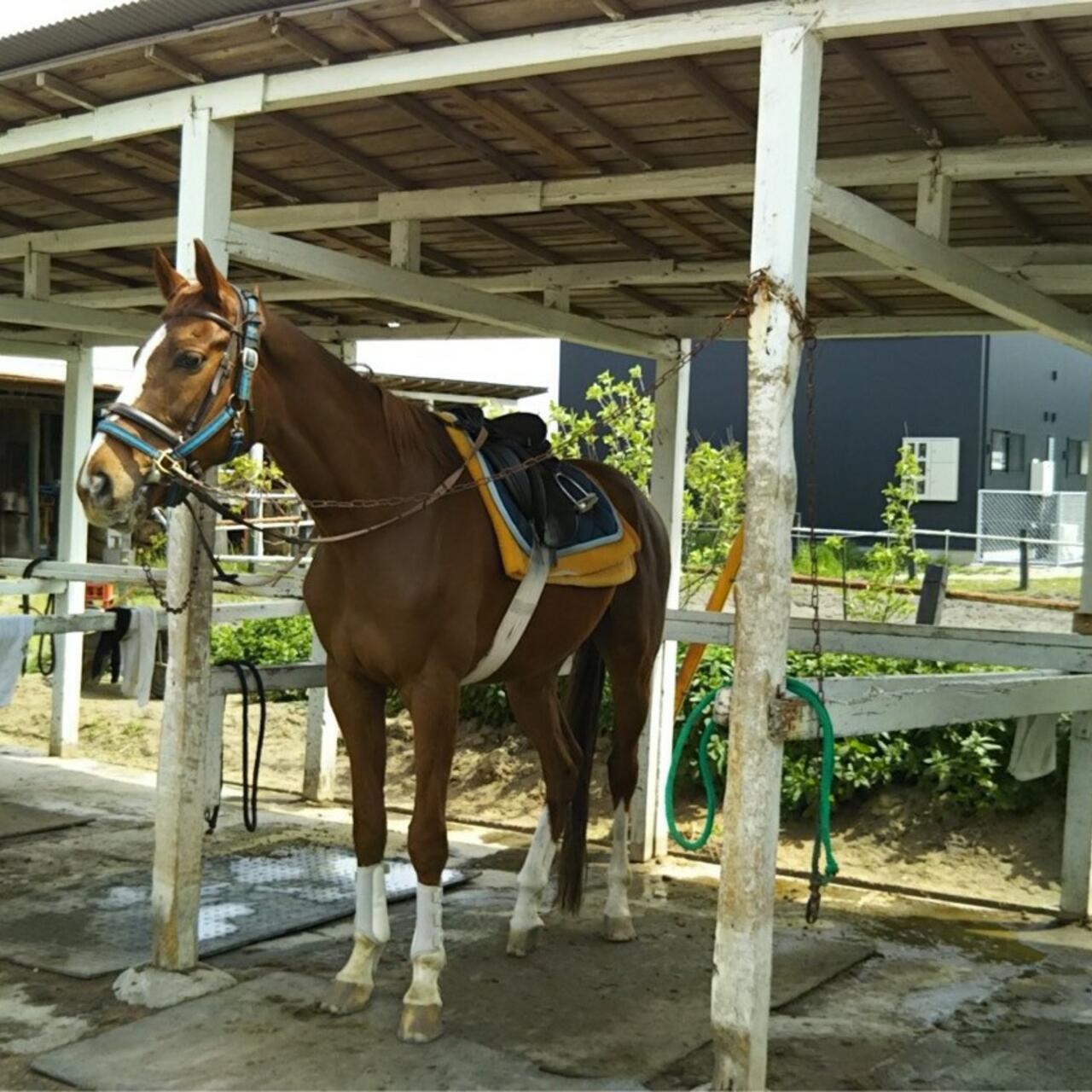 九十九里浜一宮乗馬センター - 長生郡一宮町一宮/スポーツ施設 | Yahoo!マップ