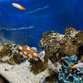 わくわく海中水族館シードーナツの写真3