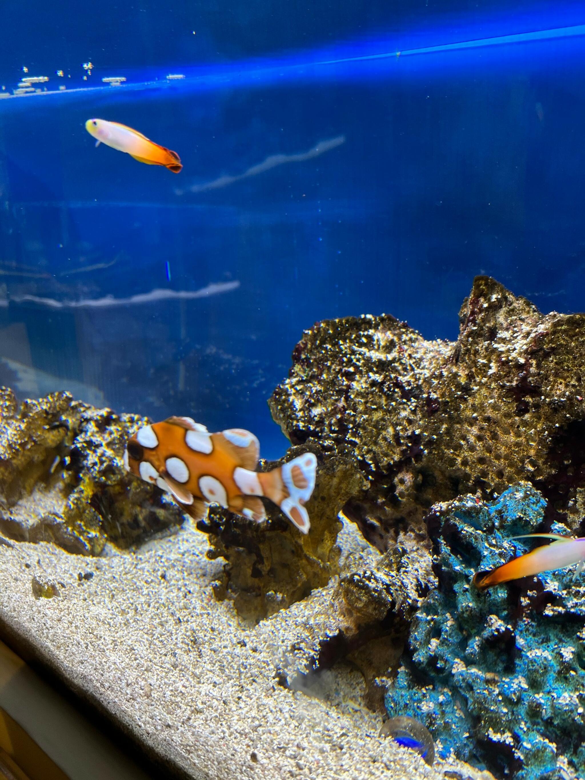 わくわく海中水族館シードーナツの代表写真3