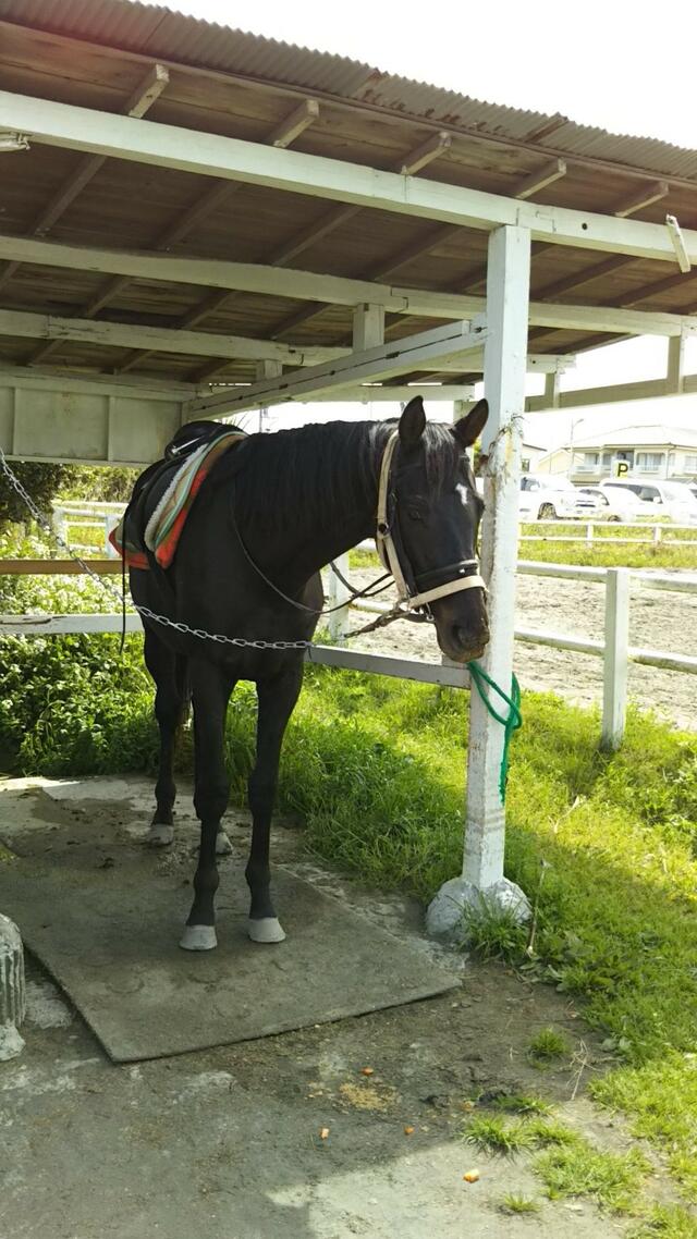 クチコミ : 九十九里浜一宮乗馬センター - 長生郡一宮町一宮/スポーツ施設 | Yahoo!マップ