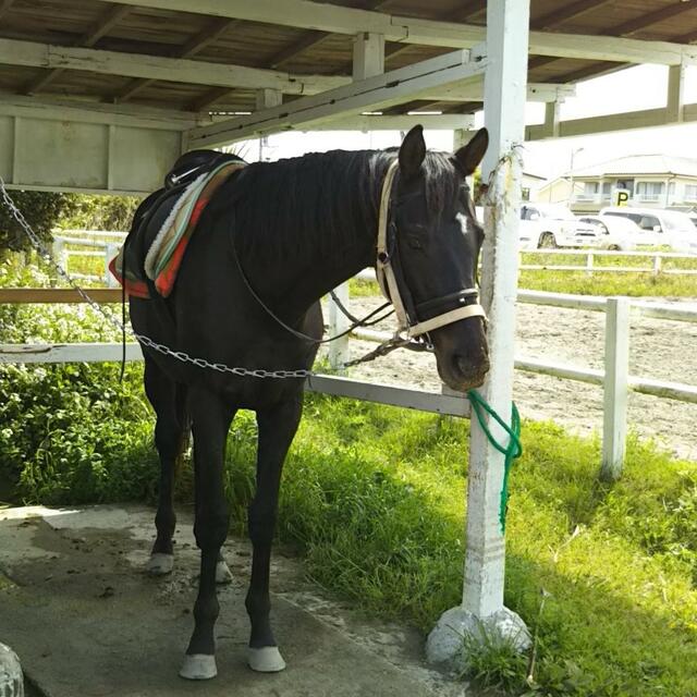 クチコミ : 九十九里浜一宮乗馬センター - 長生郡一宮町一宮/スポーツ施設 | Yahoo!マップ