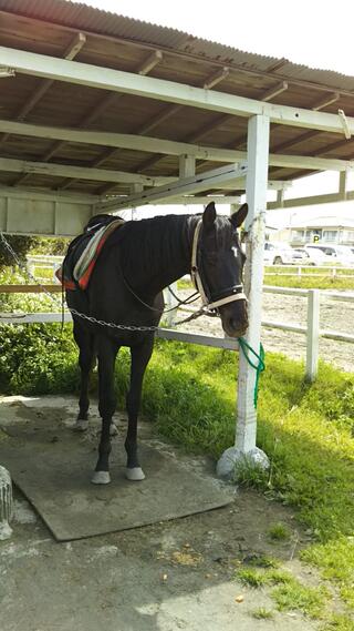 九十九里浜一宮乗馬センター - 長生郡一宮町一宮/スポーツ施設 | Yahoo!マップ