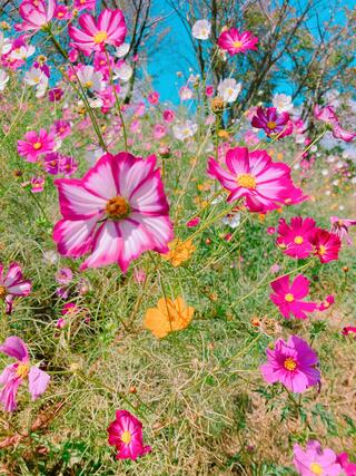 白木峰高原のクチコミ写真4