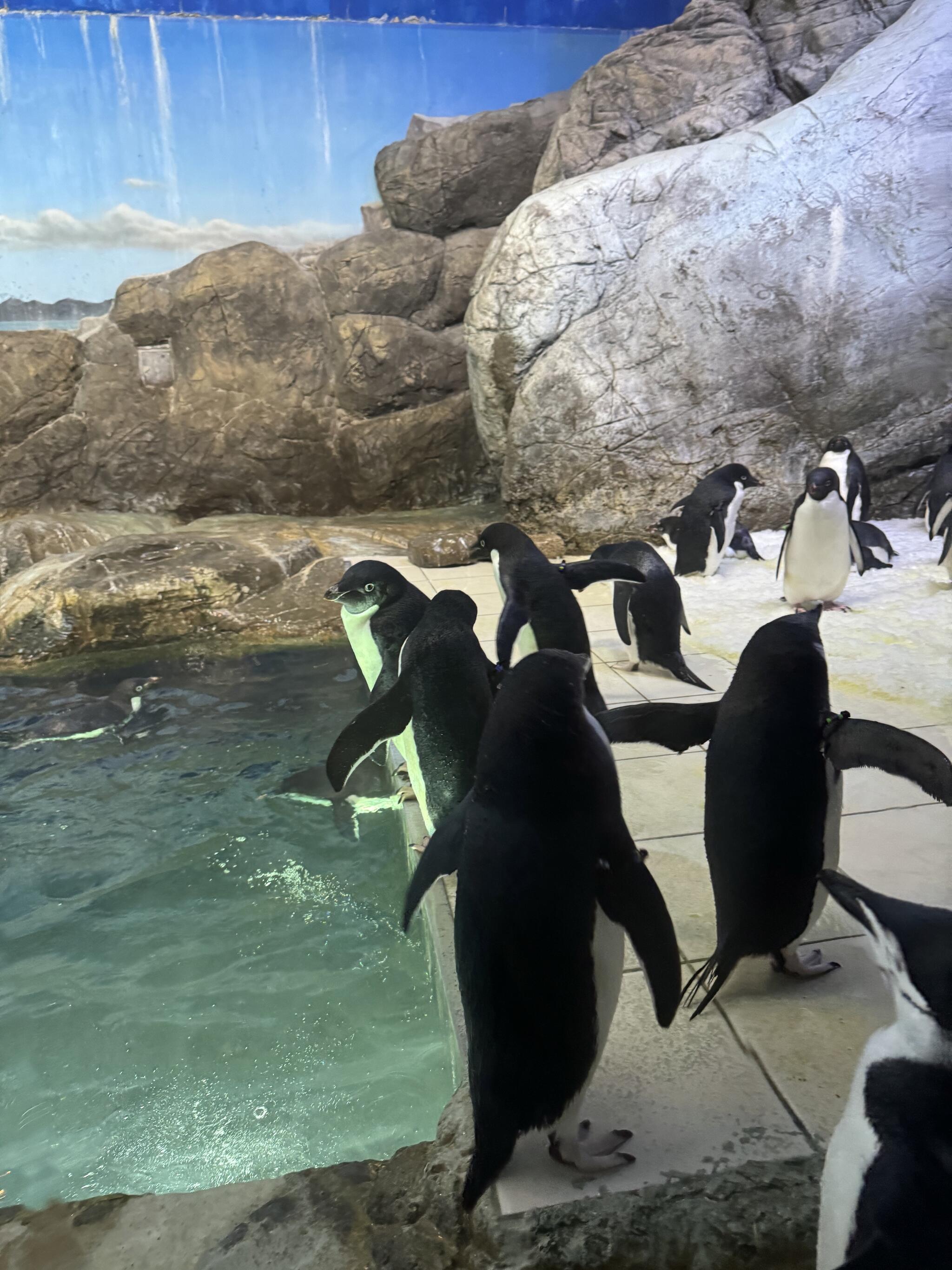 アドベンチャーワールド センタードーム/海獣館 - 西牟婁郡白浜町才野/水族館 | Yahoo!マップ