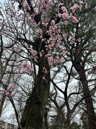 練馬区立牧野記念庭園のクチコミ写真3