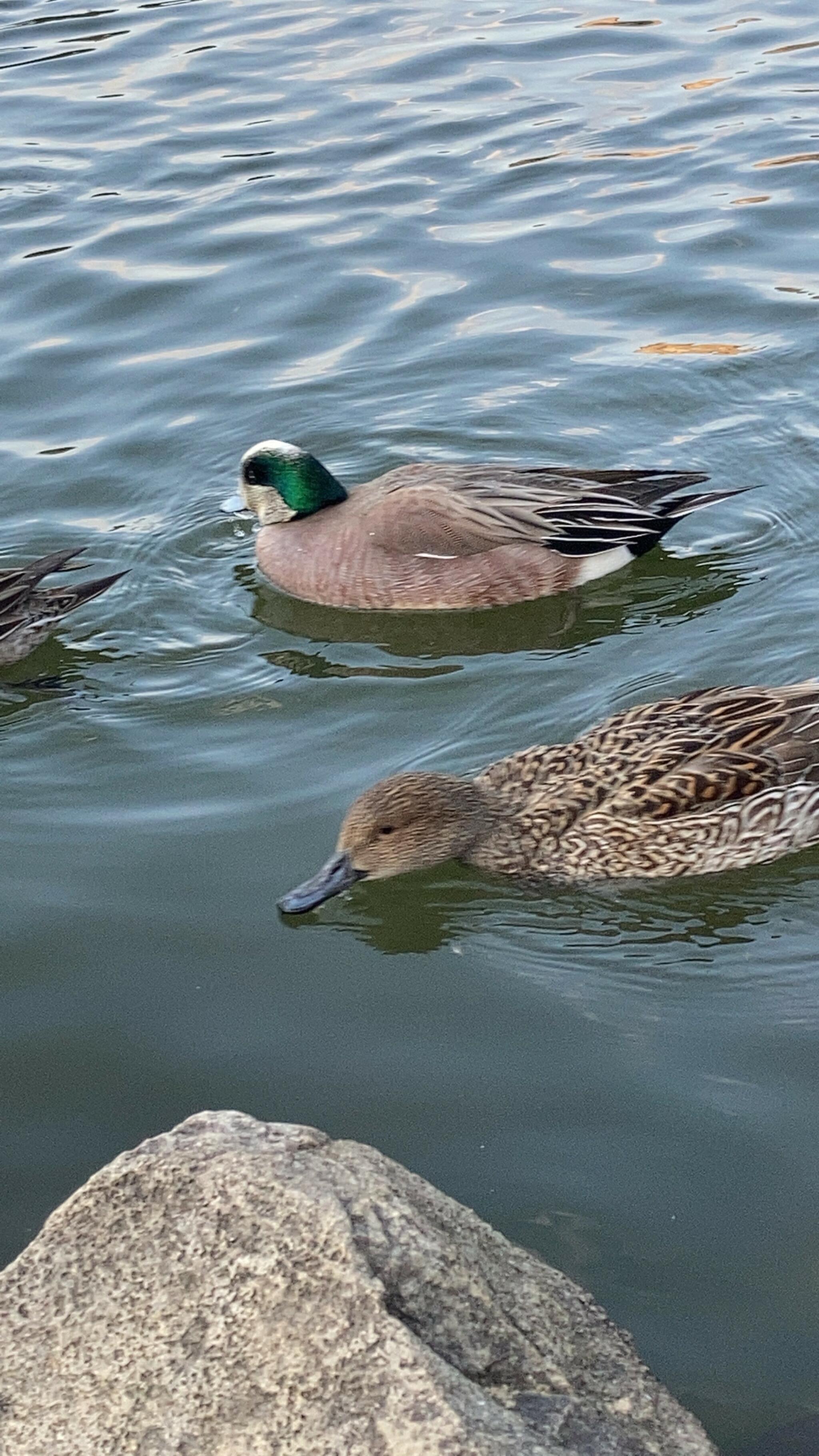 みやま公園の代表写真8