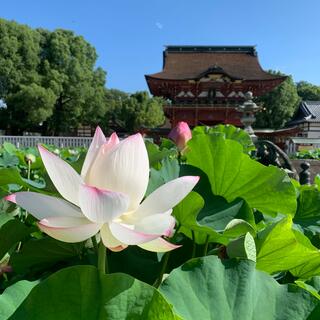 伊賀八幡宮の写真30