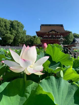 伊賀八幡宮のクチコミ写真1