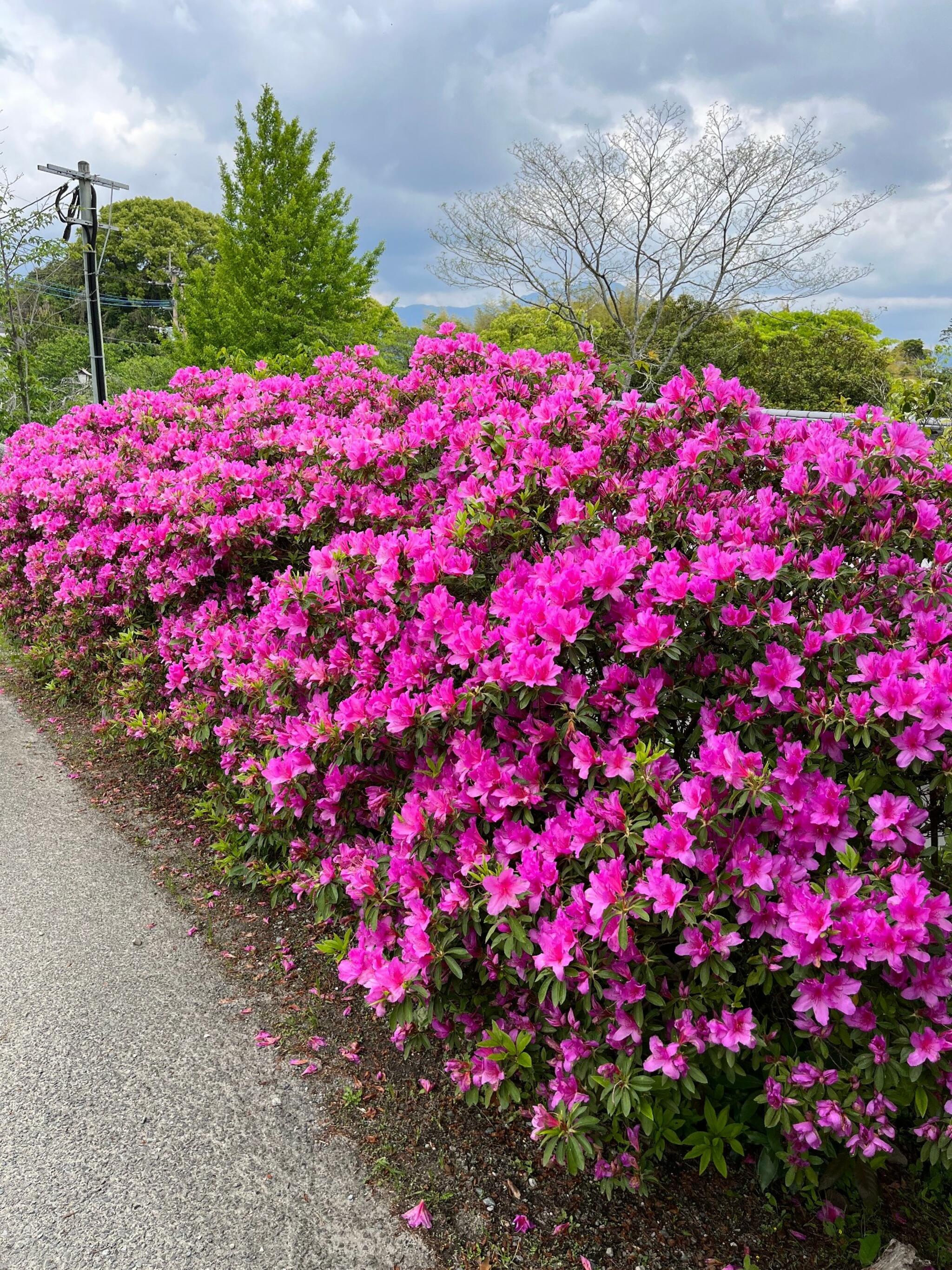 天拝山歴史自然公園の代表写真7