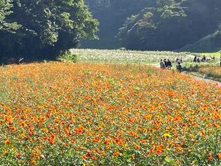 横須賀市 くりはま花の国のクチコミ写真4