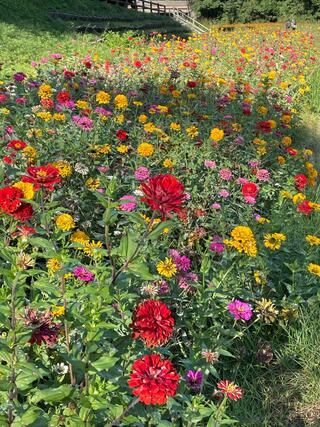 横須賀市 くりはま花の国のクチコミ写真5