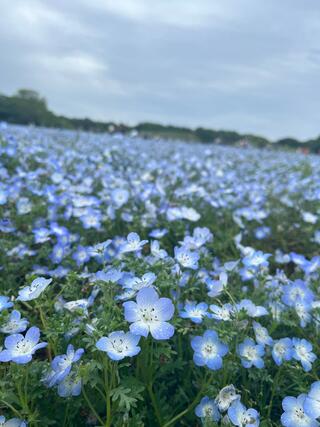 国営海の中道海浜公園のクチコミ写真1