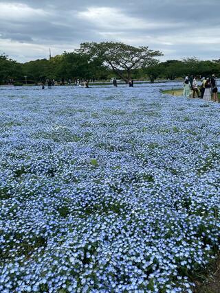 国営海の中道海浜公園のクチコミ写真1