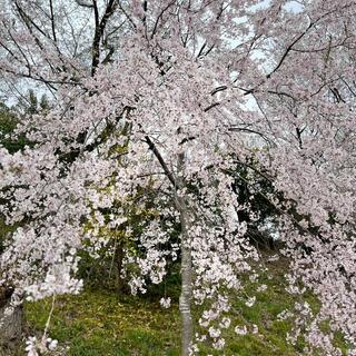 向日神社の写真19