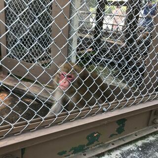 小田原城動物園の写真3