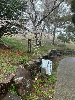 白木峰高原のクチコミ写真1