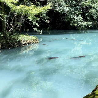 出流原弁天池の写真13