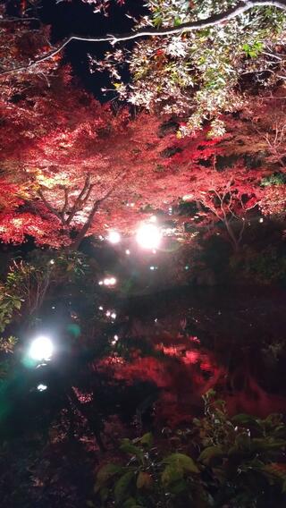 池田山公園のクチコミ写真3