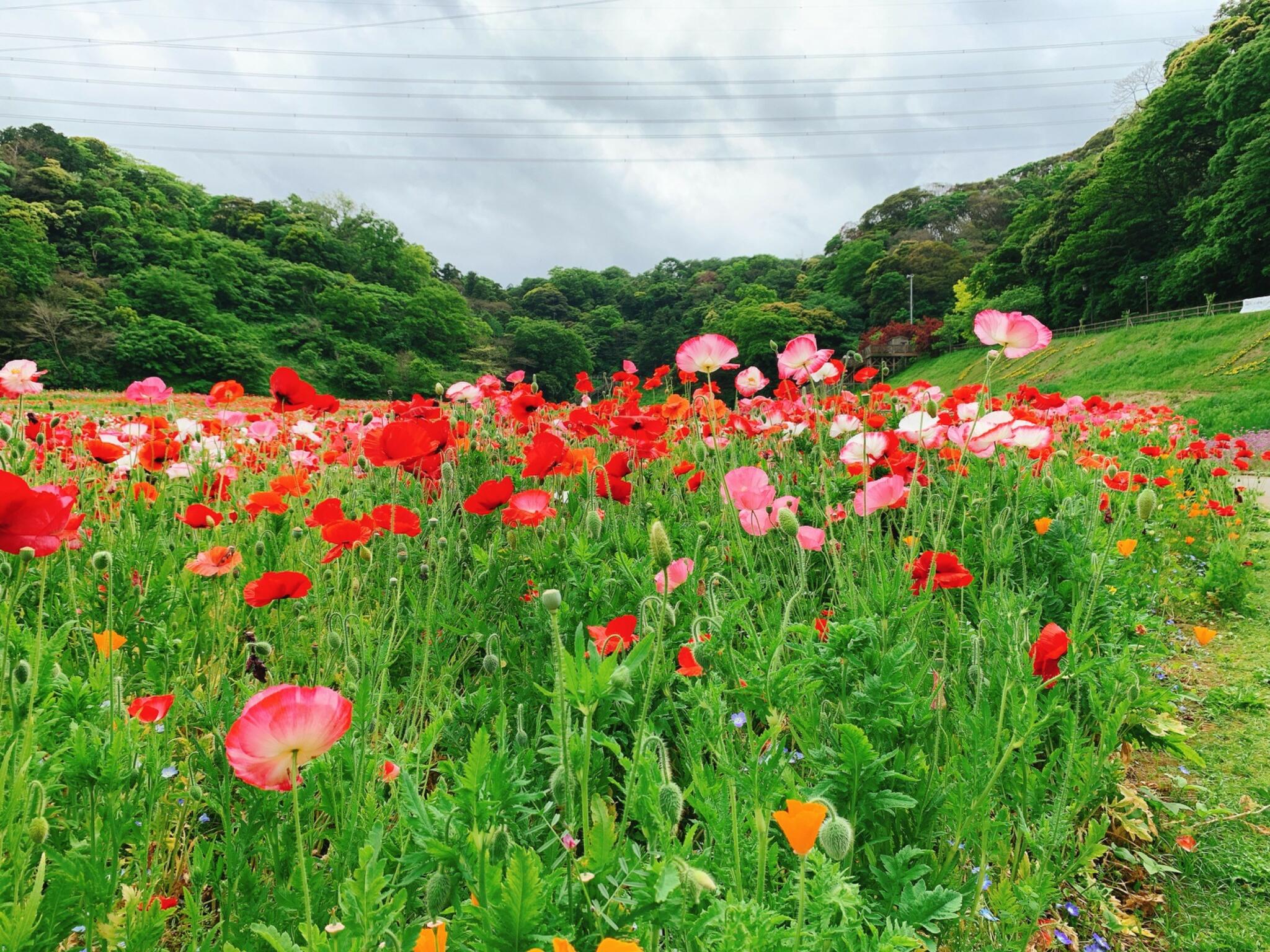 横須賀市 くりはま花の国の代表写真6