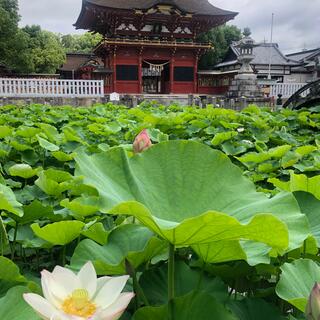 伊賀八幡宮の写真8