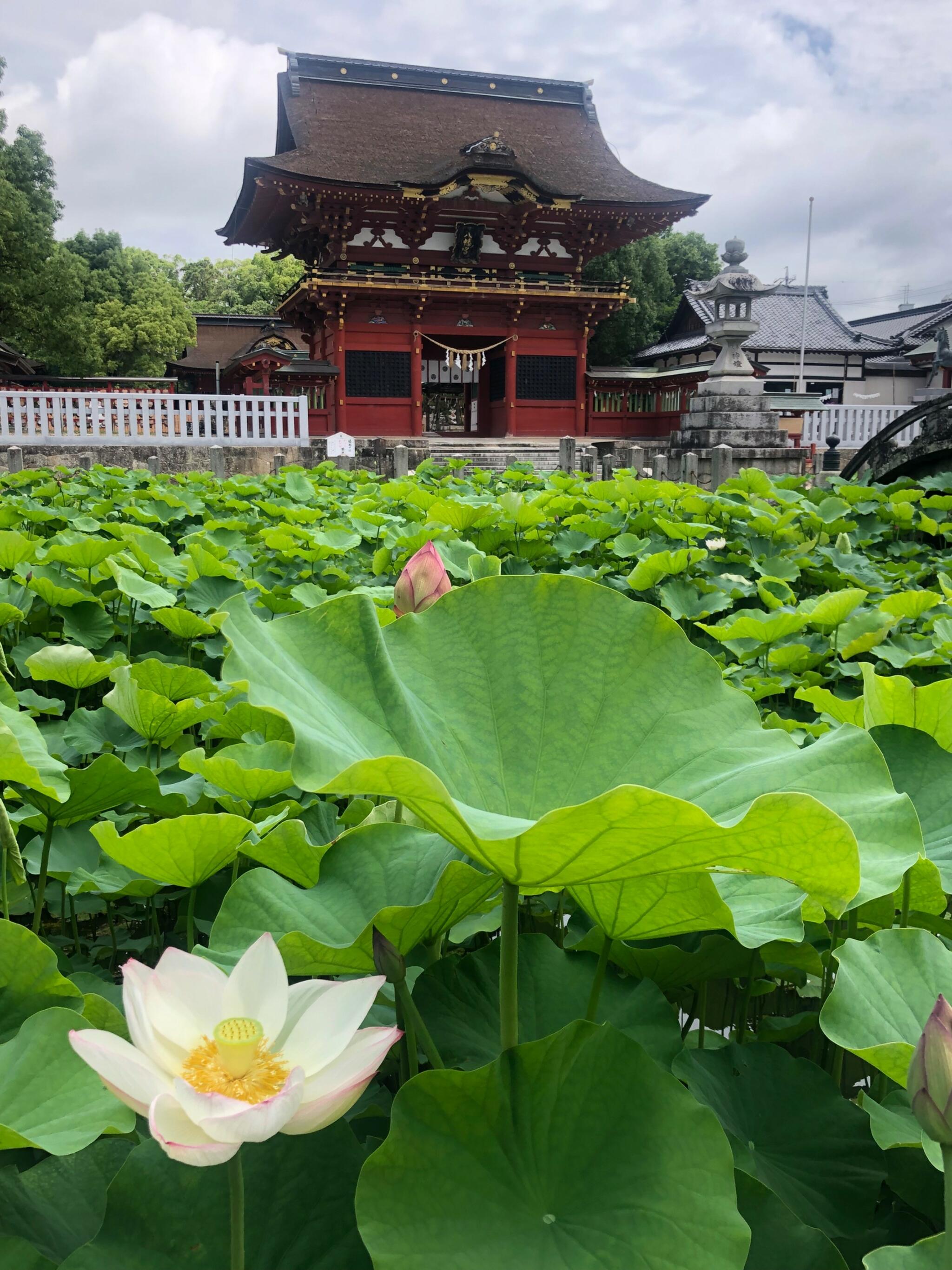 伊賀八幡宮の代表写真8