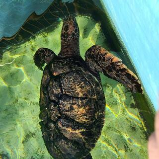 わくわく海中水族館シードーナツの写真12