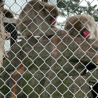 小田原城動物園の写真2