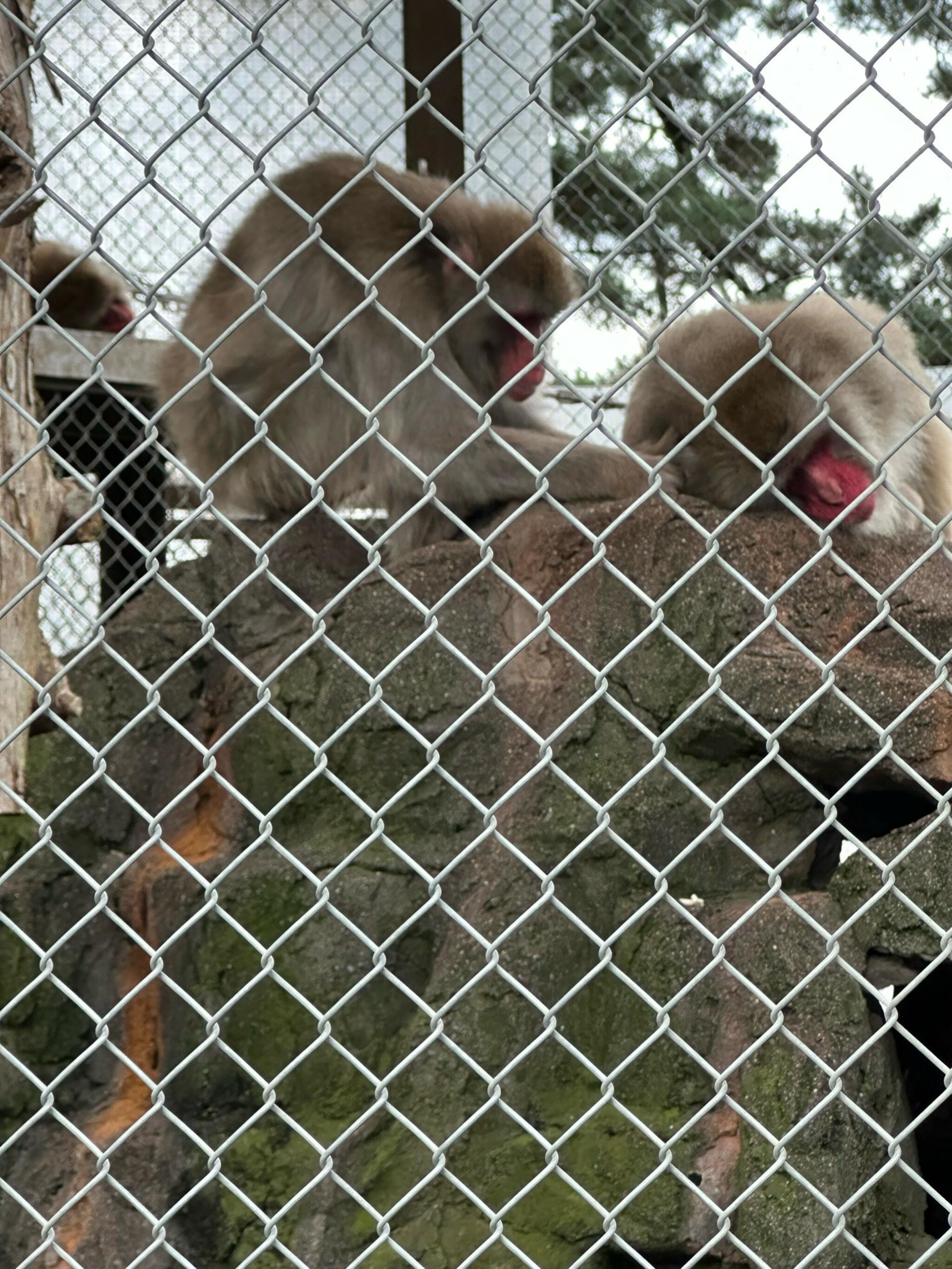 小田原城動物園の代表写真2