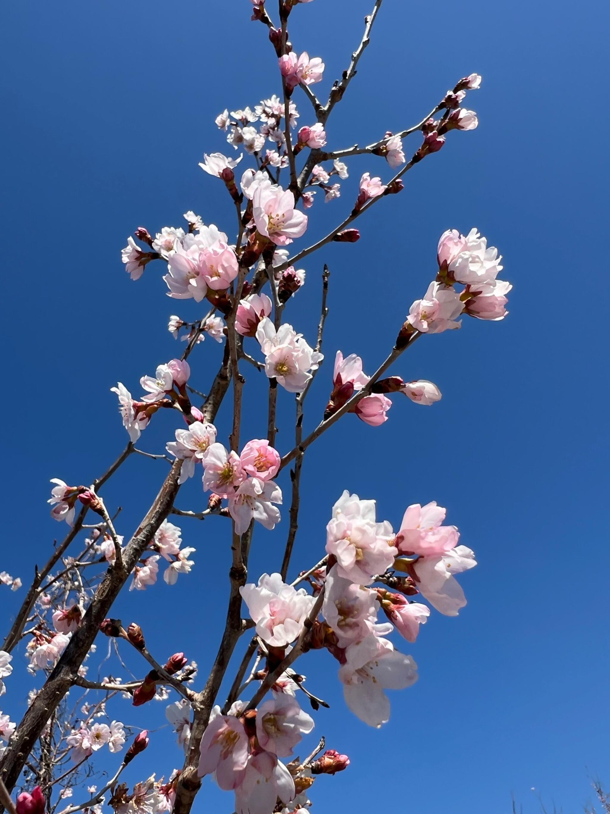 玉名市 さくら オファー 草枕