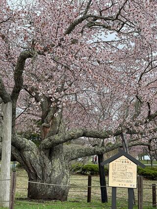 優駿さくらロード(西舎桜並木)のクチコミ写真2