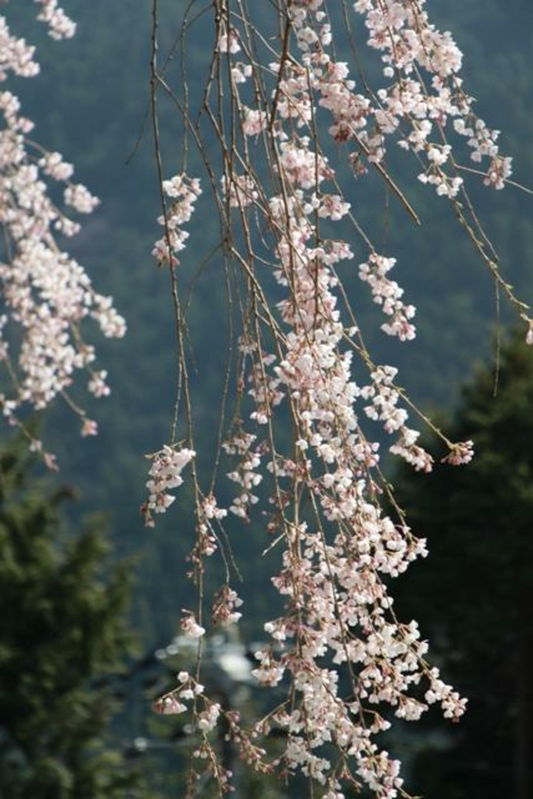 中越家のしだれ桜の代表写真10