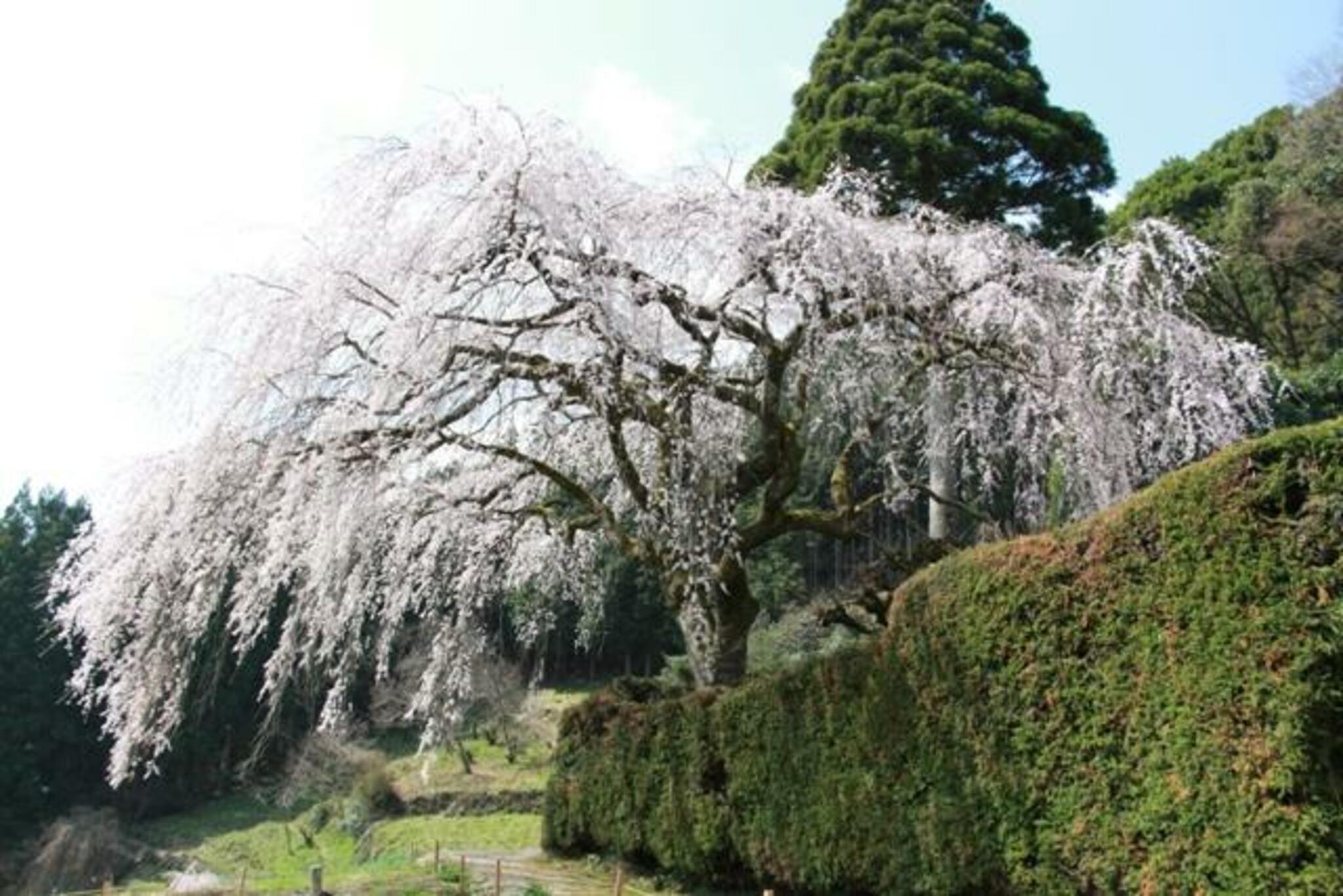 中越家のしだれ桜の代表写真4