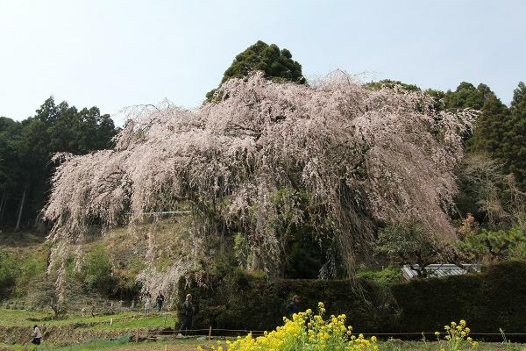 中越家のしだれ桜の代表写真5