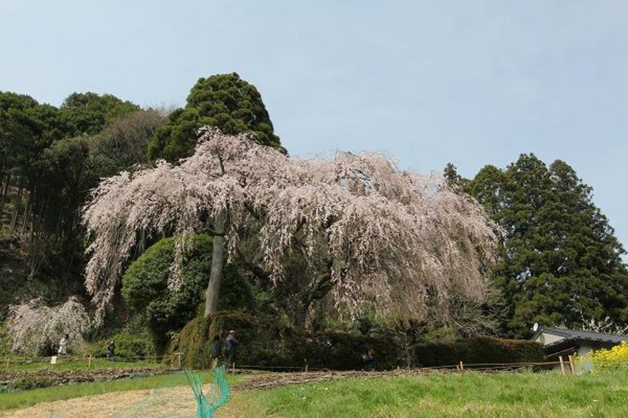 中越家のしだれ桜の代表写真7