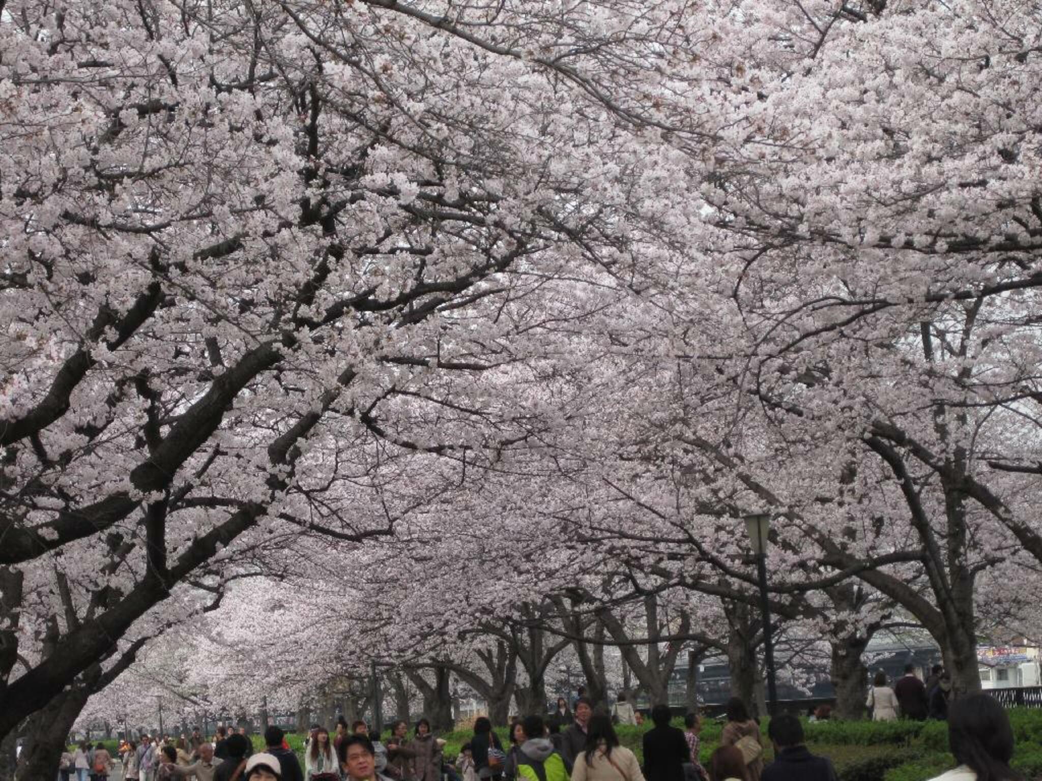 造幣局 桜の通り抜けの代表写真10