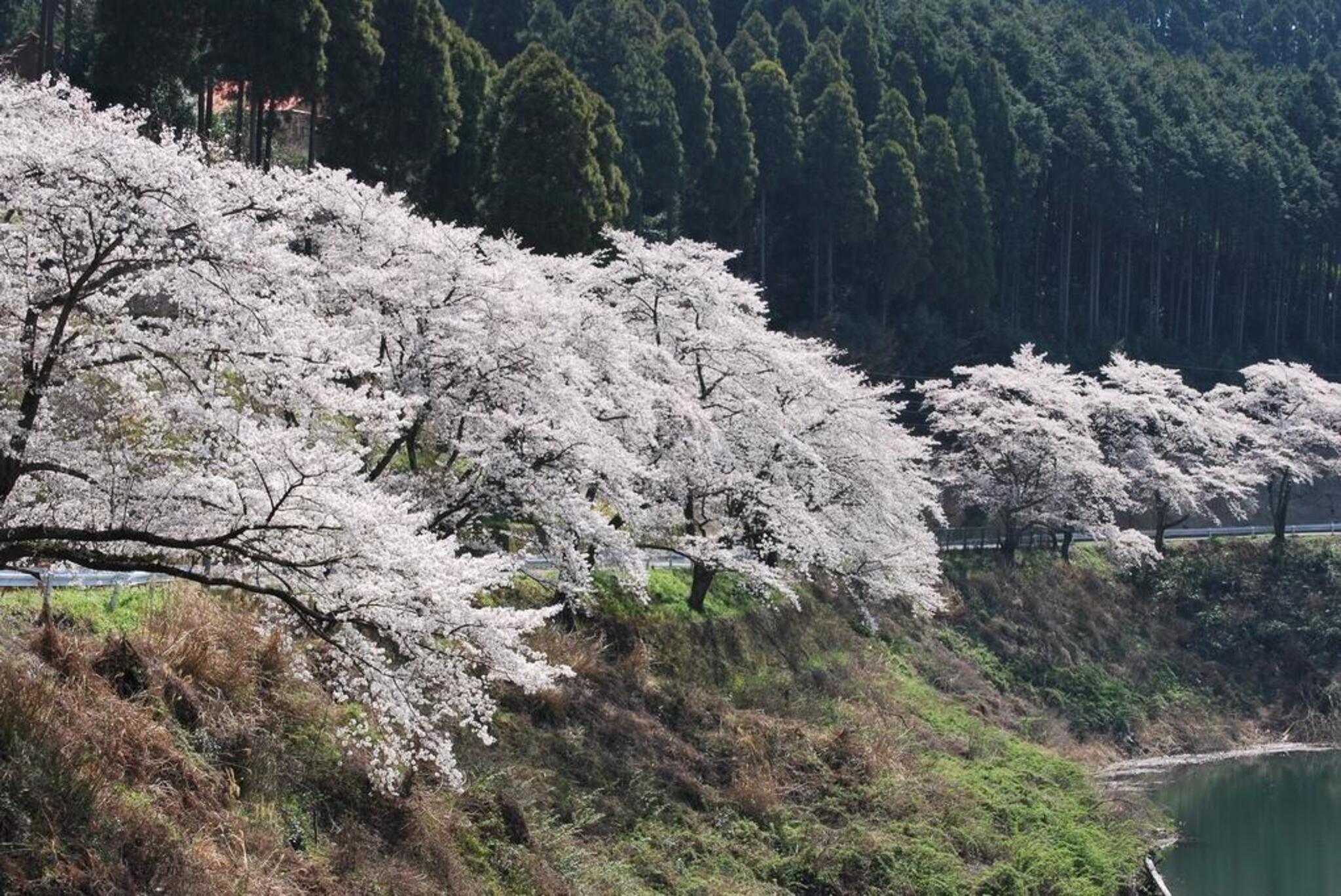水彩画ジクレー版画「日向神ダムの桜」（八女市）