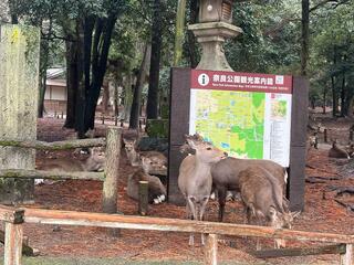 奈良公園のクチコミ写真3