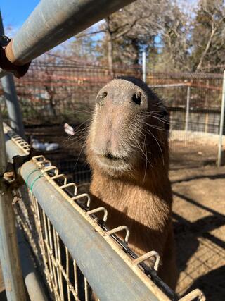 ダチョウ王国石岡ファームのクチコミ写真1