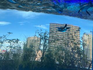 サンシャイン水族館のクチコミ写真10