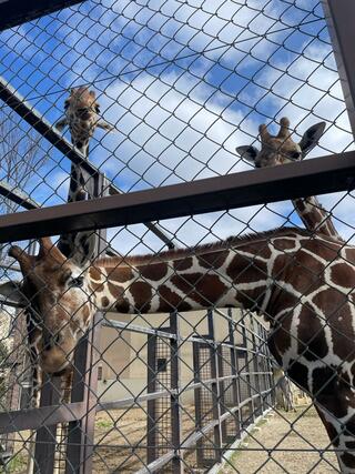 京都市動物園のクチコミ写真6