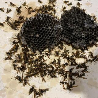ハチ駆除Beebustersの写真18