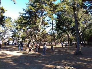 奈良公園のクチコミ写真2