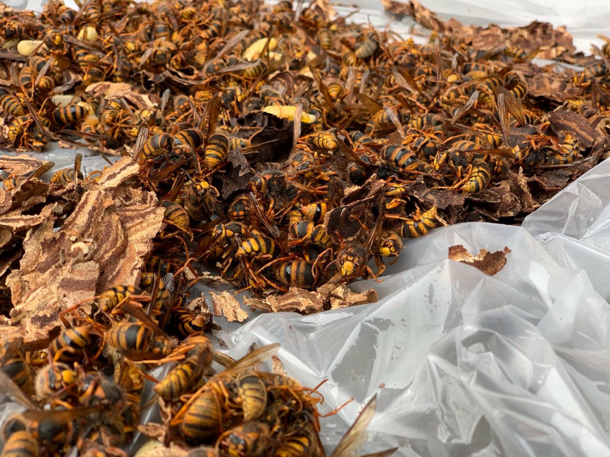 ハチ駆除Beebustersの代表写真8