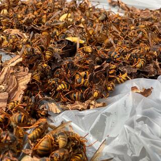 ハチ駆除Beebustersの写真8