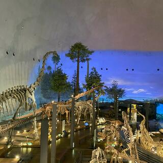 福井県立恐竜博物館の写真28