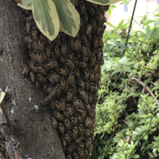 ハチ駆除Beebustersの写真19